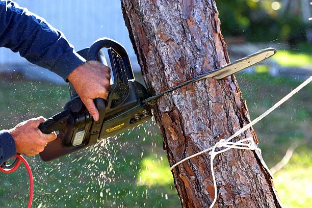  , USA Tree Services Pros